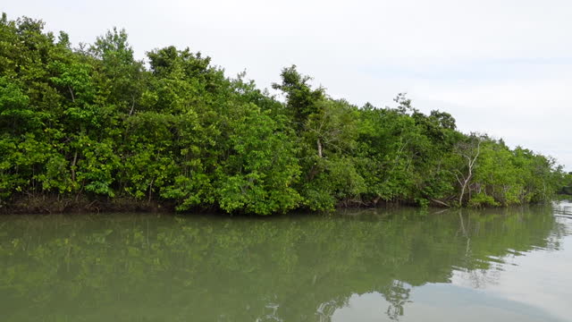 Interesting Facts You Must Know About Sundarban Forest