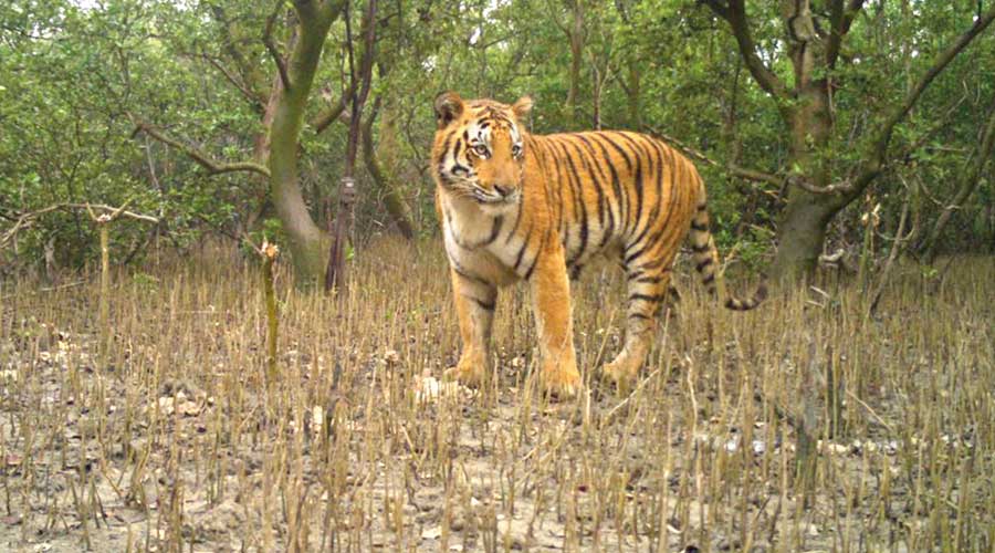 Sundarban Ranks 31 In All Over India Tiger Reserves