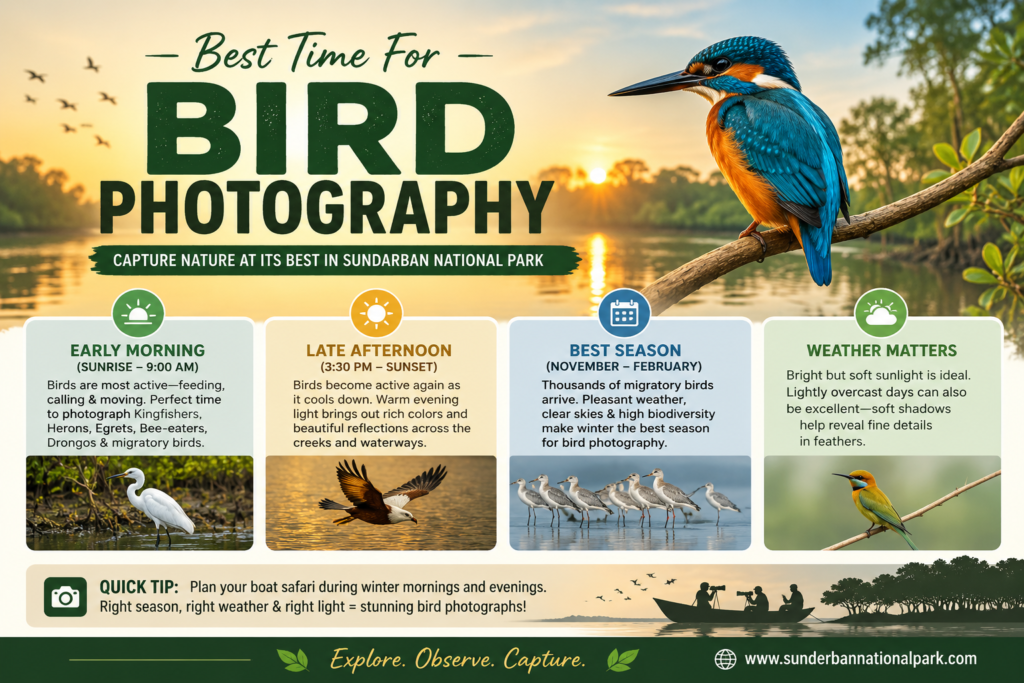 Best Time For Bird Photography