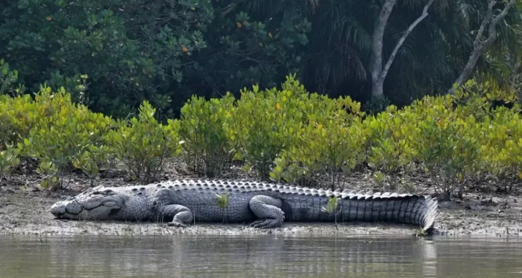 Crocodiles Of Sundarbans