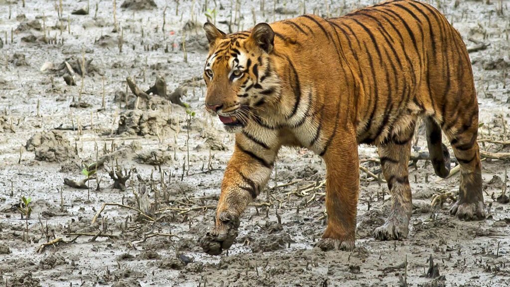 Royal Bengal Tiger In Sundarbans