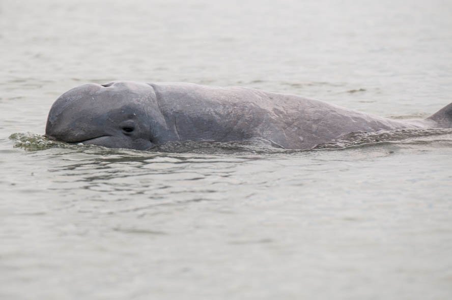 Dolphins In The Sundarbans