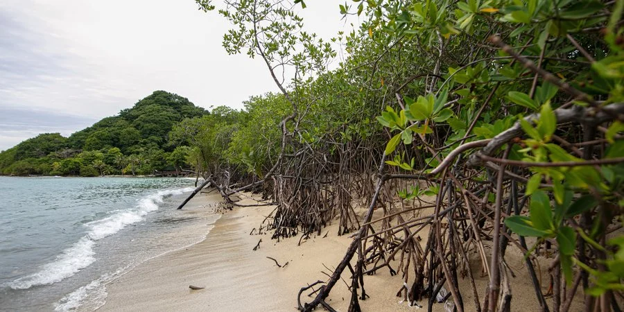 Mangrove Survival Guide