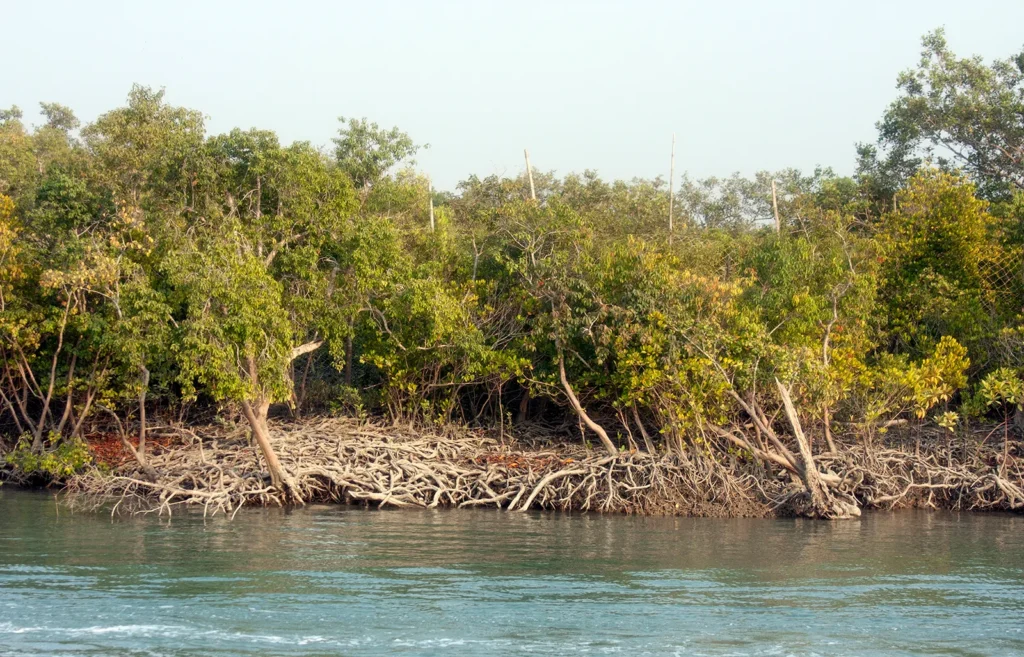 Sundarban 2 Night 3 Days Tour Price