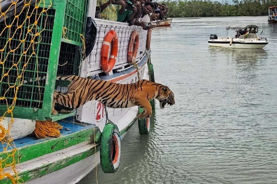 Sundarban Conservation Success Stories