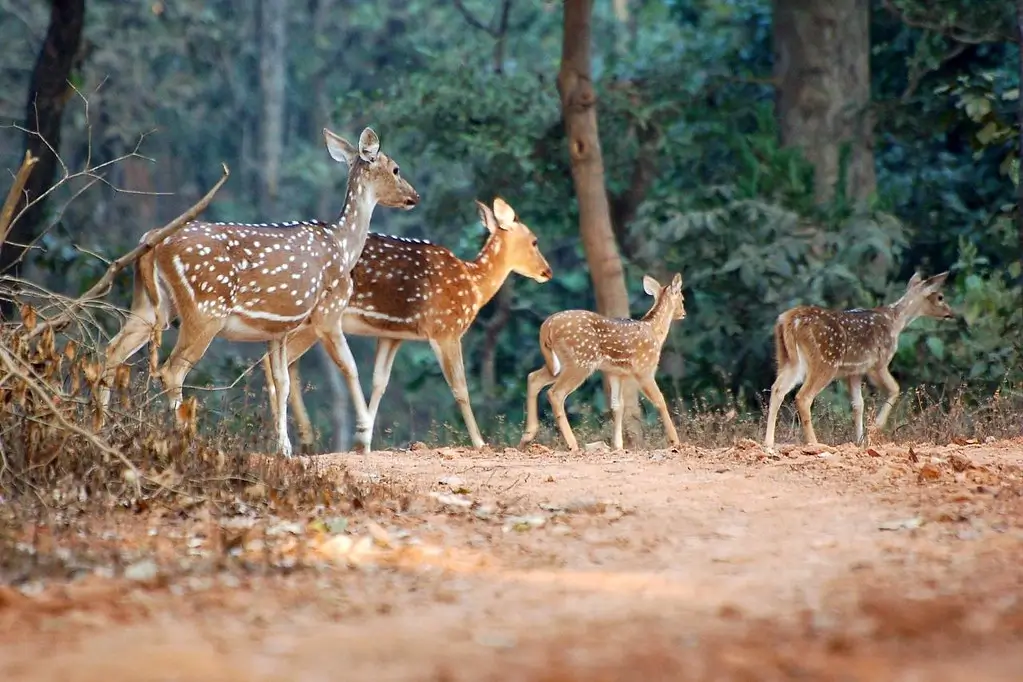 Kanha National Park Packages
