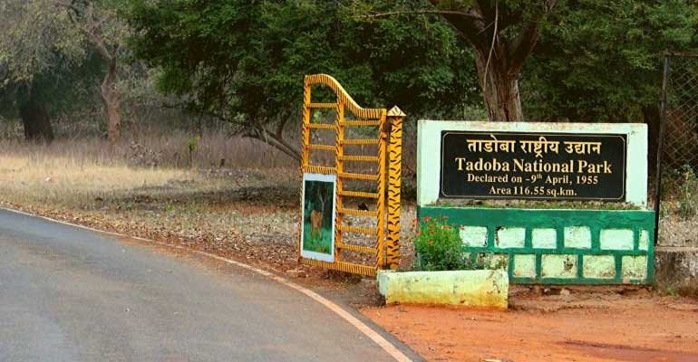 Tadoba National Park Packages